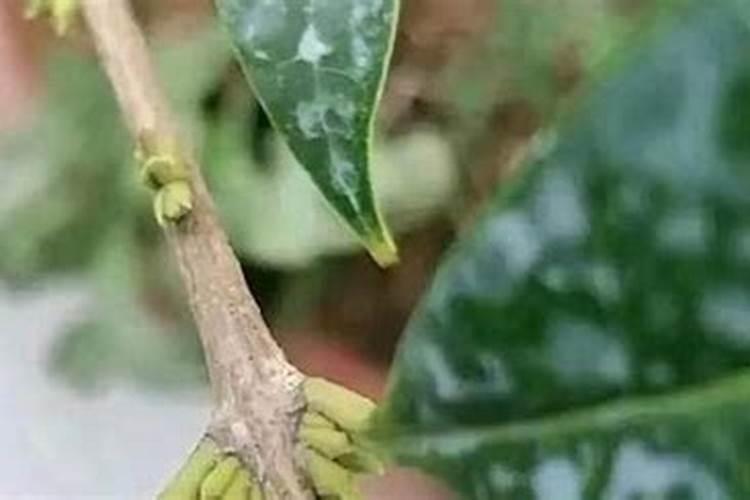 桂花专用肥有用吗