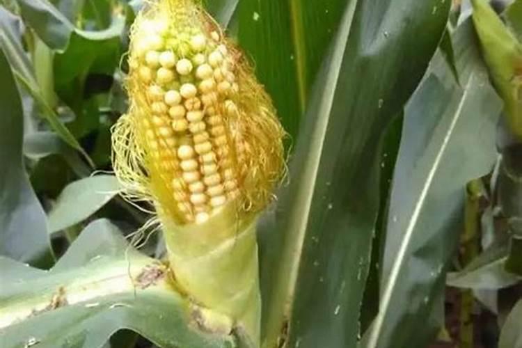玉米出穗能打叶面肥吗