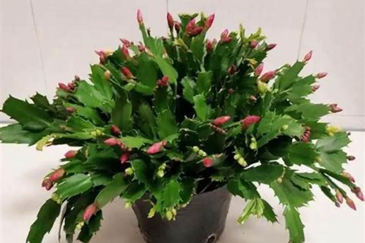 蟹爪兰立秋后加什么肥