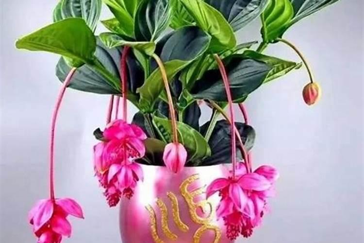花的磷肥是哪些