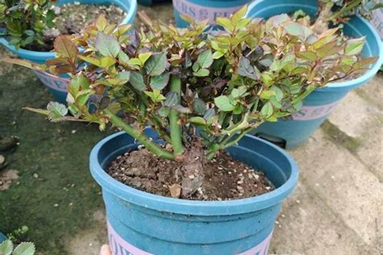 月季春天发芽后管理