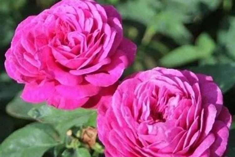 春季月季的管理技术