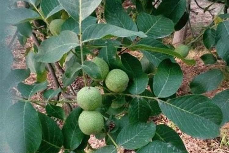 茶树对氮肥的吸收特性和施肥方法和改善