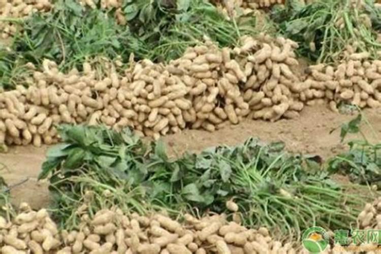 花生后期追肥使用什么肥料