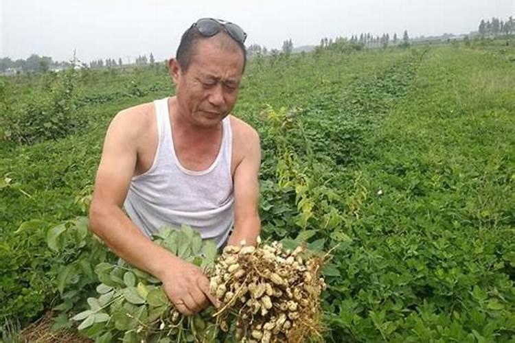 花生用平衡肥好还是用高磷的复合肥好？
