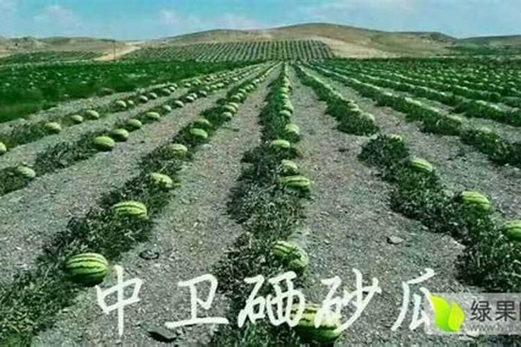 夏天什么时段浇菜？