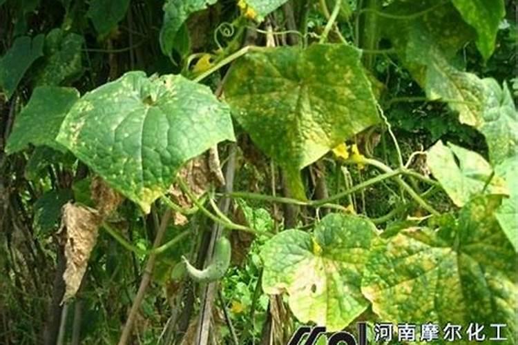 谷子喷什么叶面肥ke杈多？