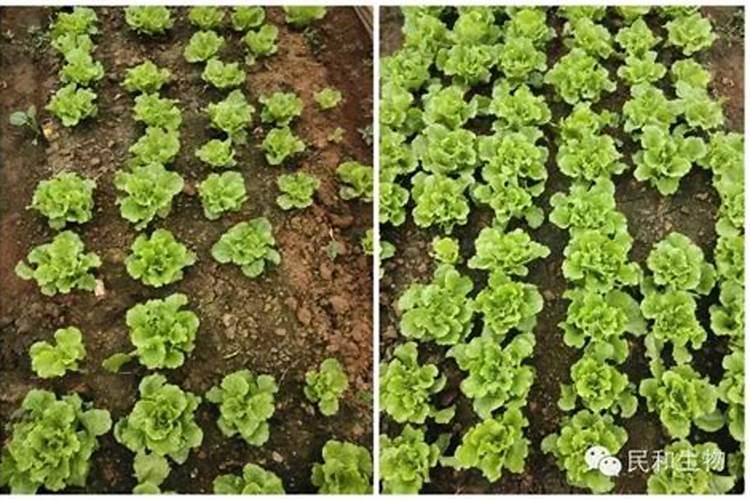 油菜打农药时可以加点尿素吗？