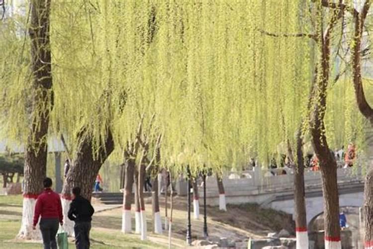稀释剂是什么东西？