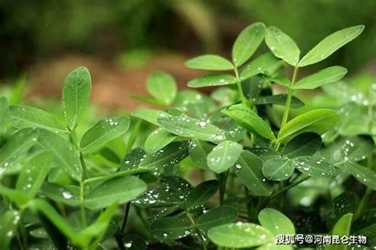 牡丹花要怎样浇水？