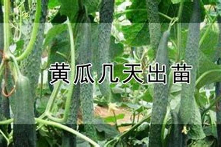 黄瓜苗种下以后什么时候施肥？
