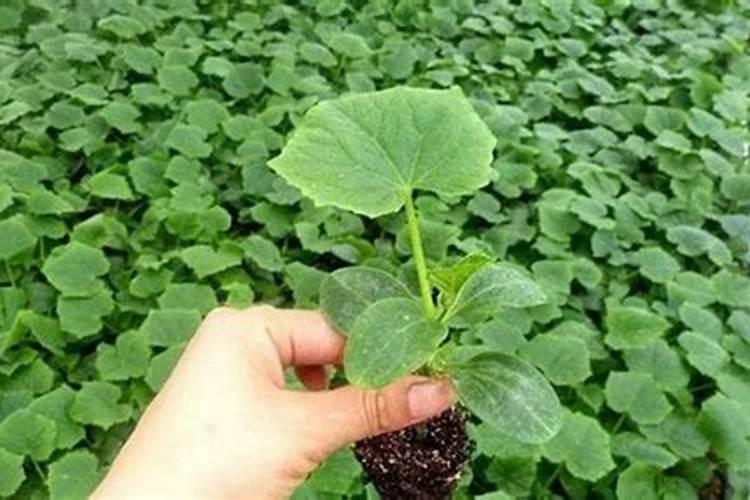 黄瓜定植后几天灌？