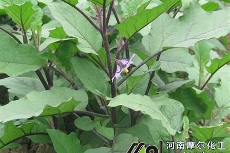 球兰花怎么养 球兰花怎样才能养才开花