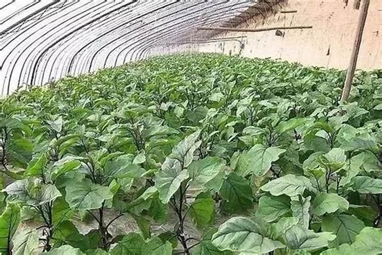 茄子这种作物,怎样种植最好？