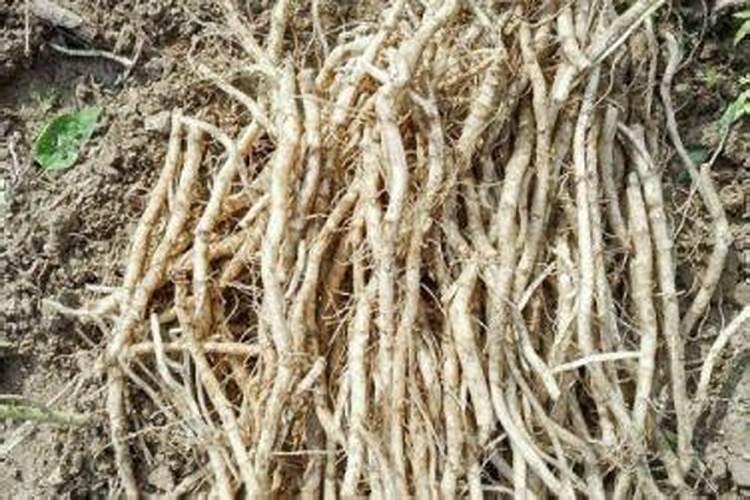 种鱼腥草用什么肥料最好