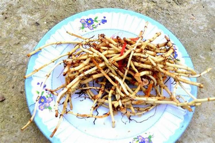 鱼腥草根怎么种植方法鱼腥草根如何种植