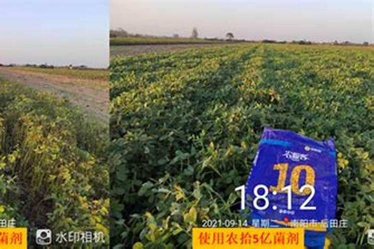 氨基酸肥水膏和红糖的区别