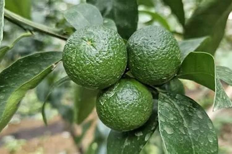 芸苔素和什么叶面肥混用在苗床上比较好？