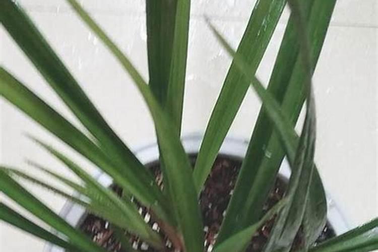 西瓜定植几天可施肥 施碳氨多少？