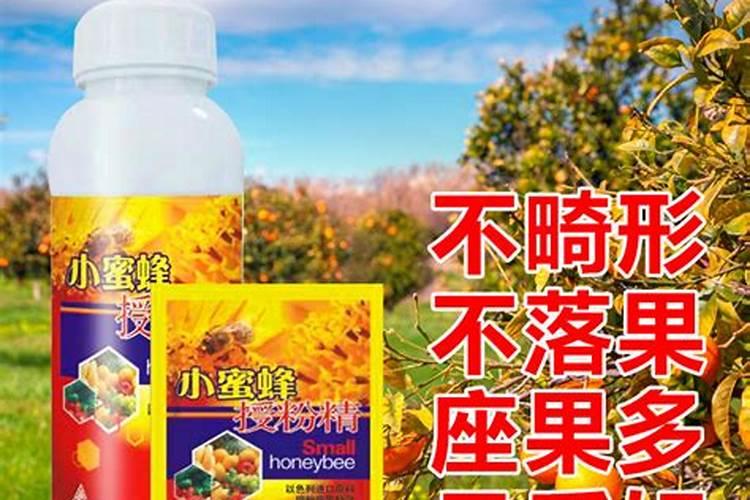 荷兰菊开完了花怎么办