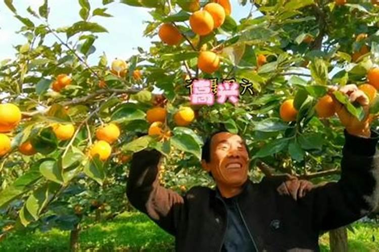 请问这个是啥果子,学名叫啥？