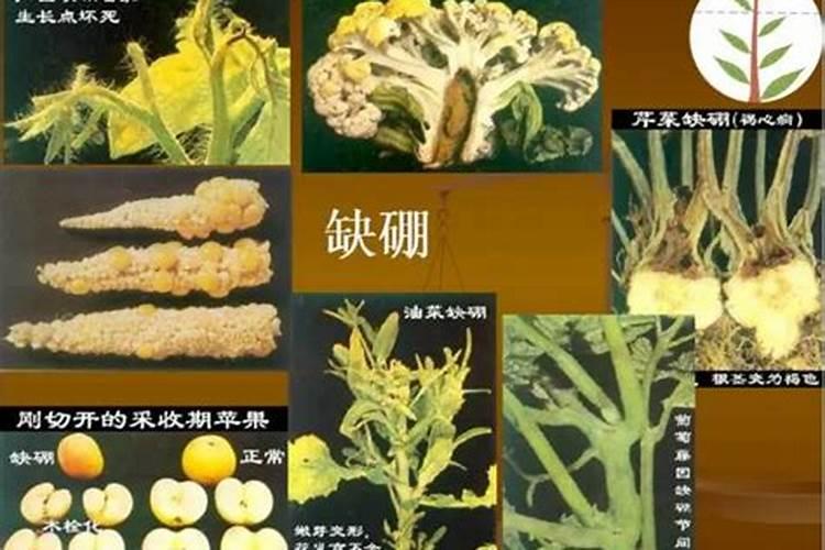 蔬菜作物缺钼有哪些症状？怎样防治？