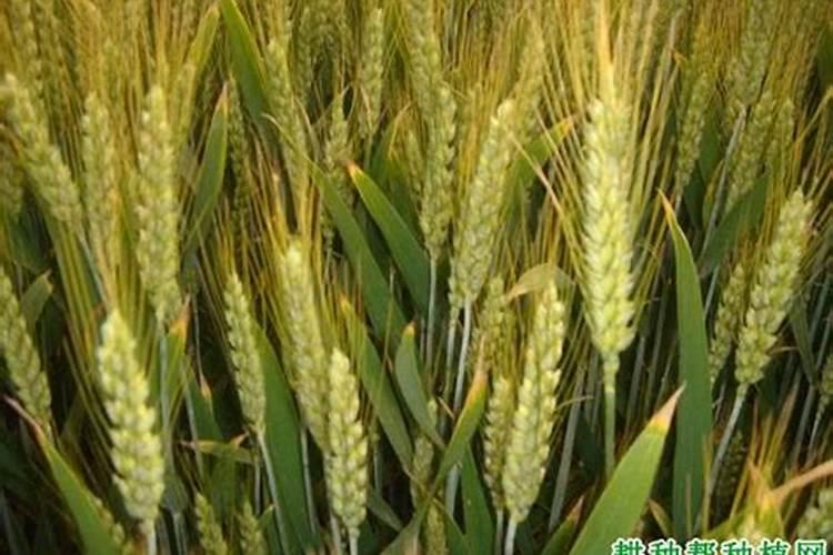 硼肥有膨果作用吗 硼肥是什么肥料
