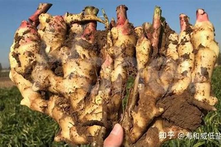 芸苔素内酯浇花的正确方法