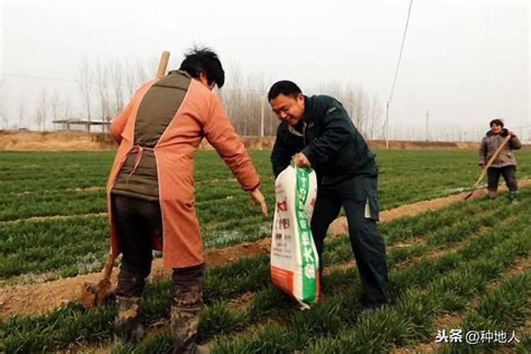 养花什么时候施氮肥(给花施氮肥比例是多少)