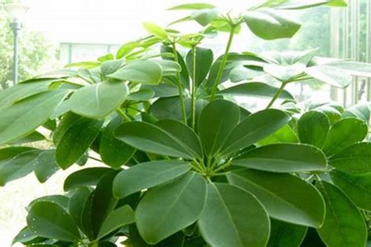 代森锰锌灌根效果好吗
