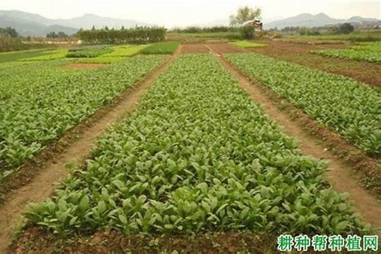种菠菜什么肥料不能施