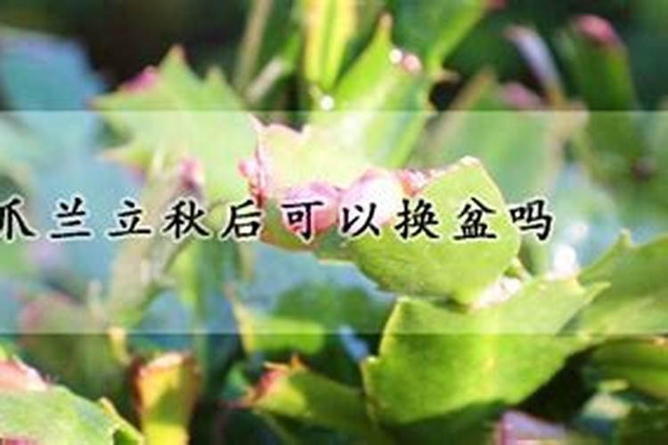 蟹爪兰立秋后加什么肥 蟹爪兰立秋后施什么肥