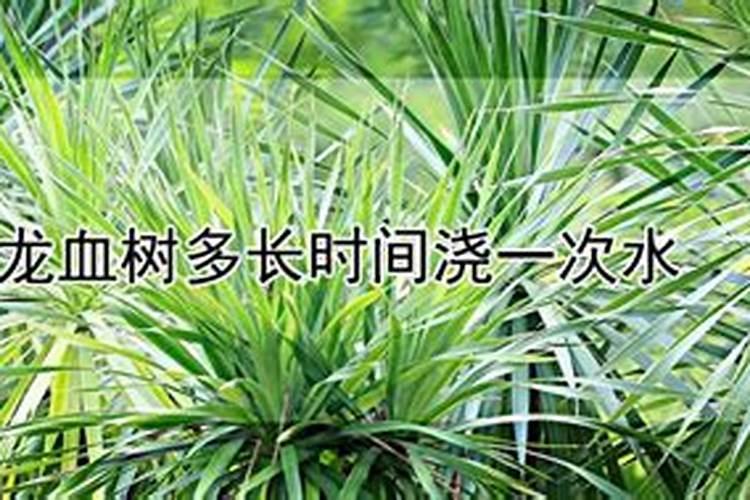 放在盒子里徒长发白的多肉怎么养活？