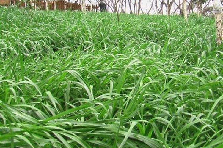 芸苔·甲哌对棉花的作用和使用技术以及注意事项是什么？