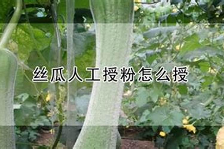 想在夏季种植丝瓜,具体要掌握怎样的种植技术呢？