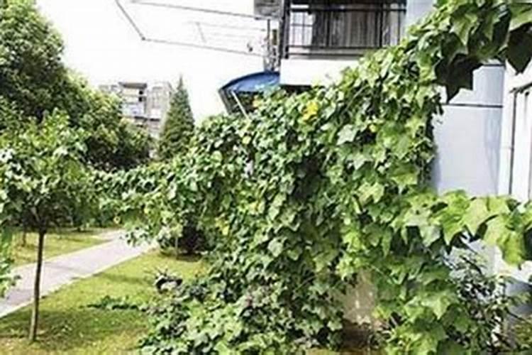 如果想要让丝瓜丰产,平时该怎样管理田间水肥？
