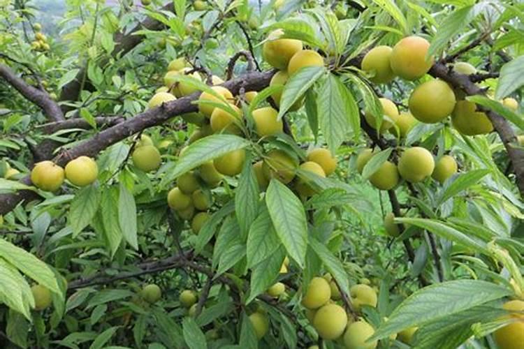 骨粉适合什么花当肥料、骨粉肥的注意事项