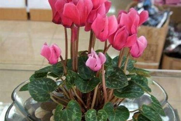仙客来开花时如何施肥