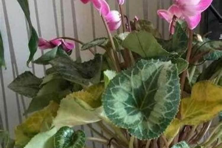 杜鹃花怎么施肥,杜鹃花施肥要点介绍
