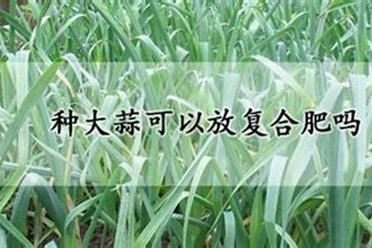 腐植酸肥料使用大忌腐植酸蒜肥料的使用禁忌