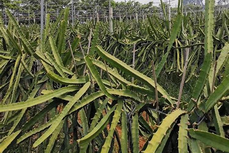 水溶肥是什么肥料 水溶性肥料的优缺点有哪些