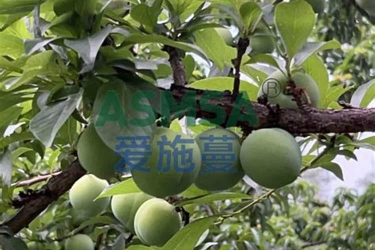 李子树什么时候施肥最好,应该注意什么？