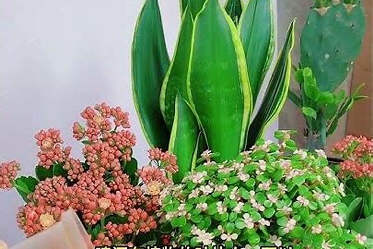 家里养花一般施什么肥