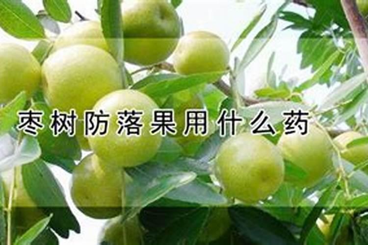 枣树施肥管理是怎样的
