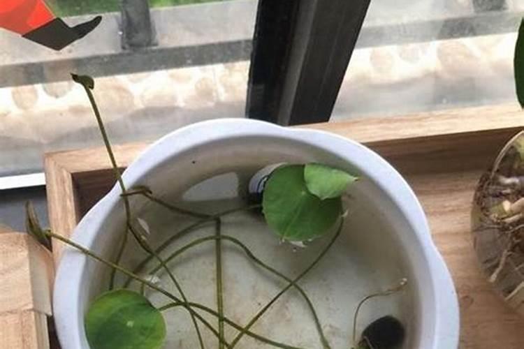 碗莲施肥方法