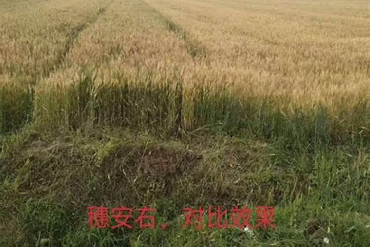 腐植酸水溶肥是什么？它有啥作用呢？