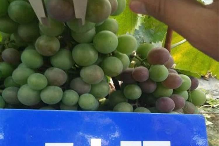 腌酸菜放纯净水好还是自来水好