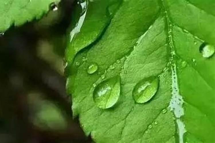 绿植施肥用什么肥料最好 给绿植施4种肥长得好