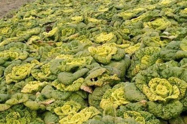 雨果花芽分化素是什么东西