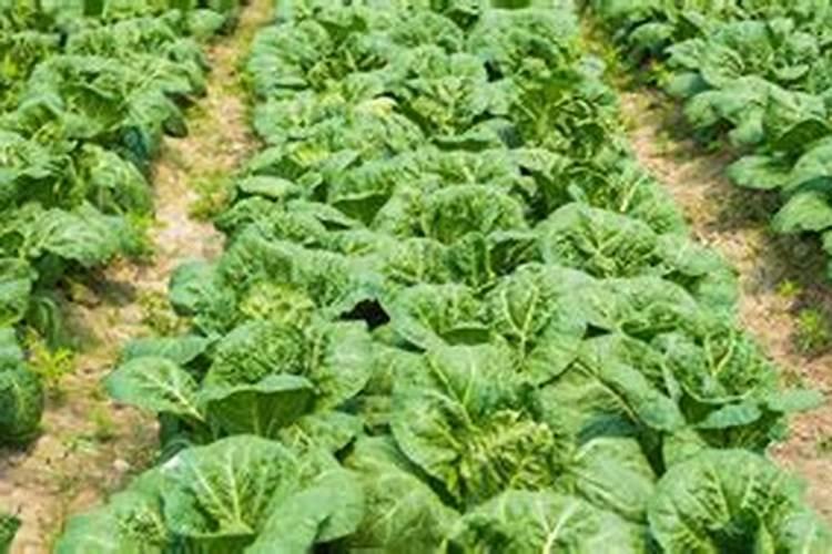 黄心菜种植时间和方法 黄心菜怎么养殖